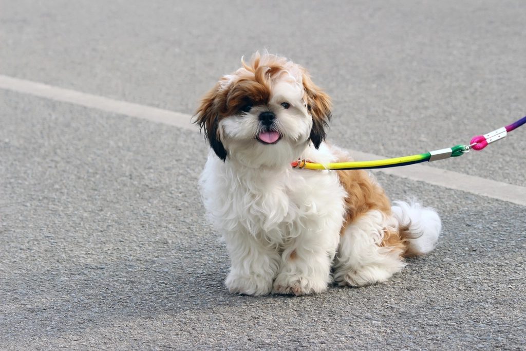 A small white and brown Shih Tzu sitting on pavement, attached to a colourful dog lead.